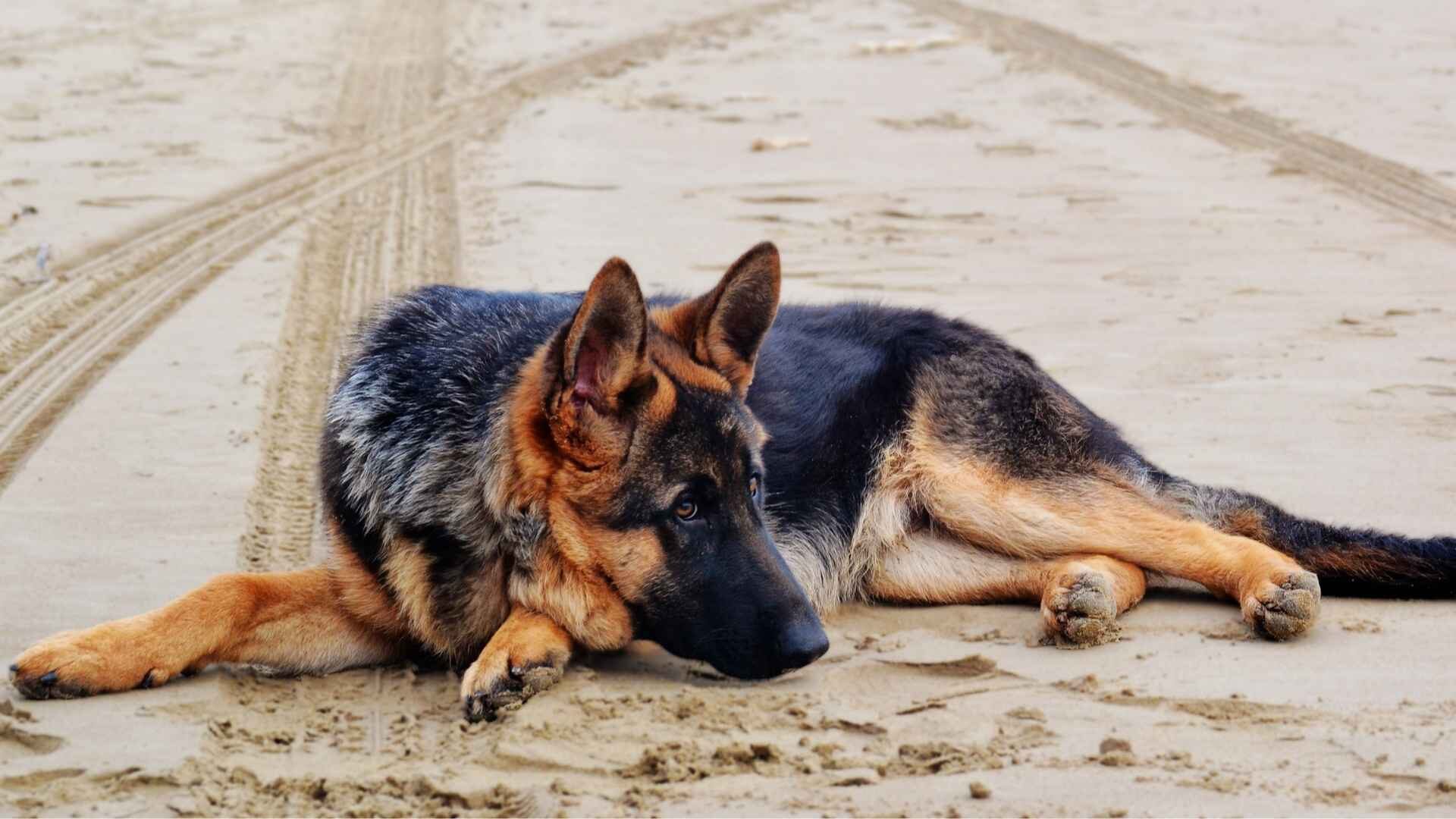 Why Is My German Shepherd So Small Than Others: 5 Reasons