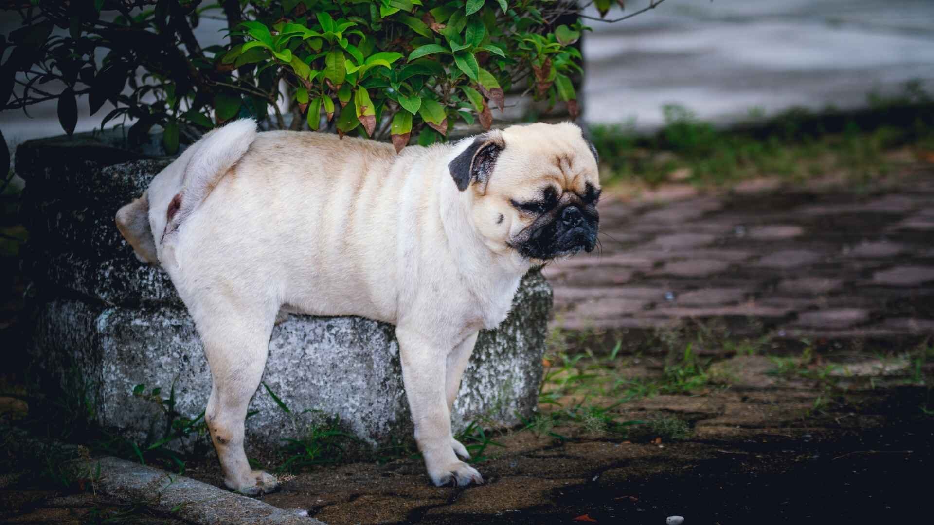 My Dog Won't Pee Outside at Night: What Should I Do? Guide