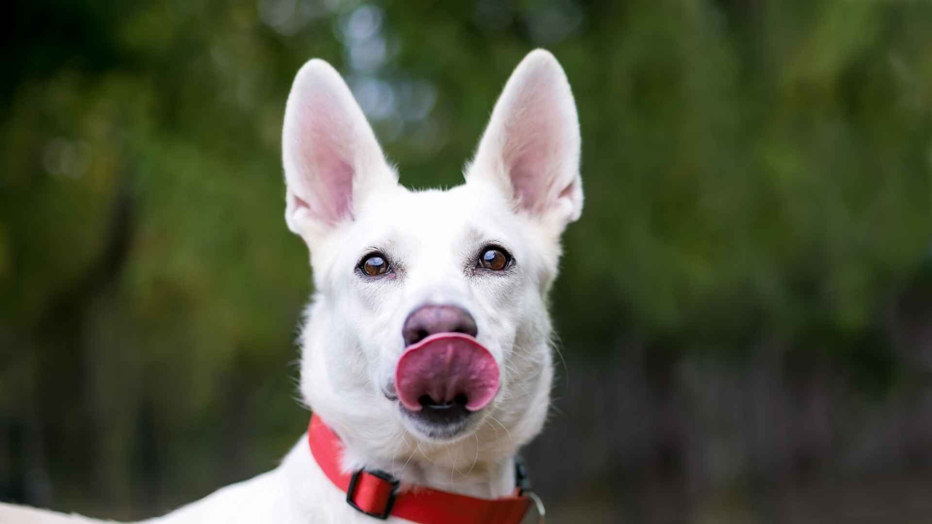 Why Do Dogs Lick Their Lips When You Pet Them: Guide to Know