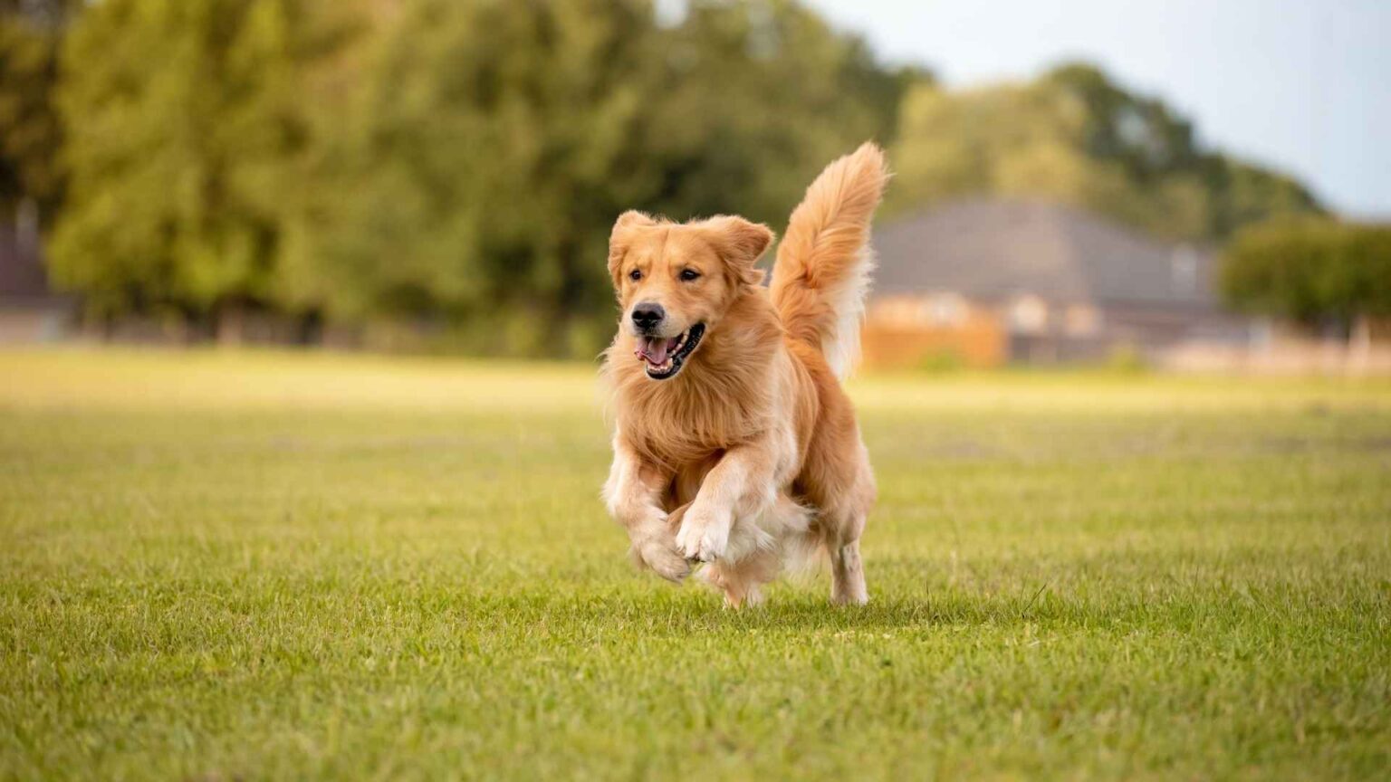 are-there-golden-retrievers-that-don-t-shed-facts-guide