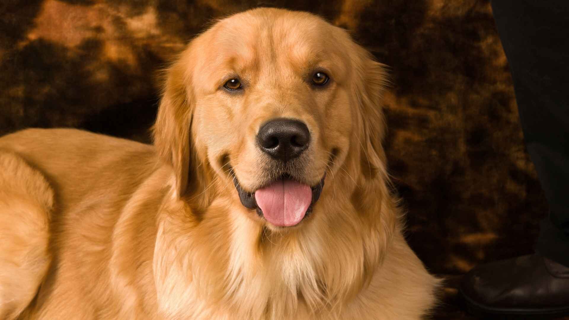 Are Golden Retriever Good Apartment Dogs: Guide with 7 Tips