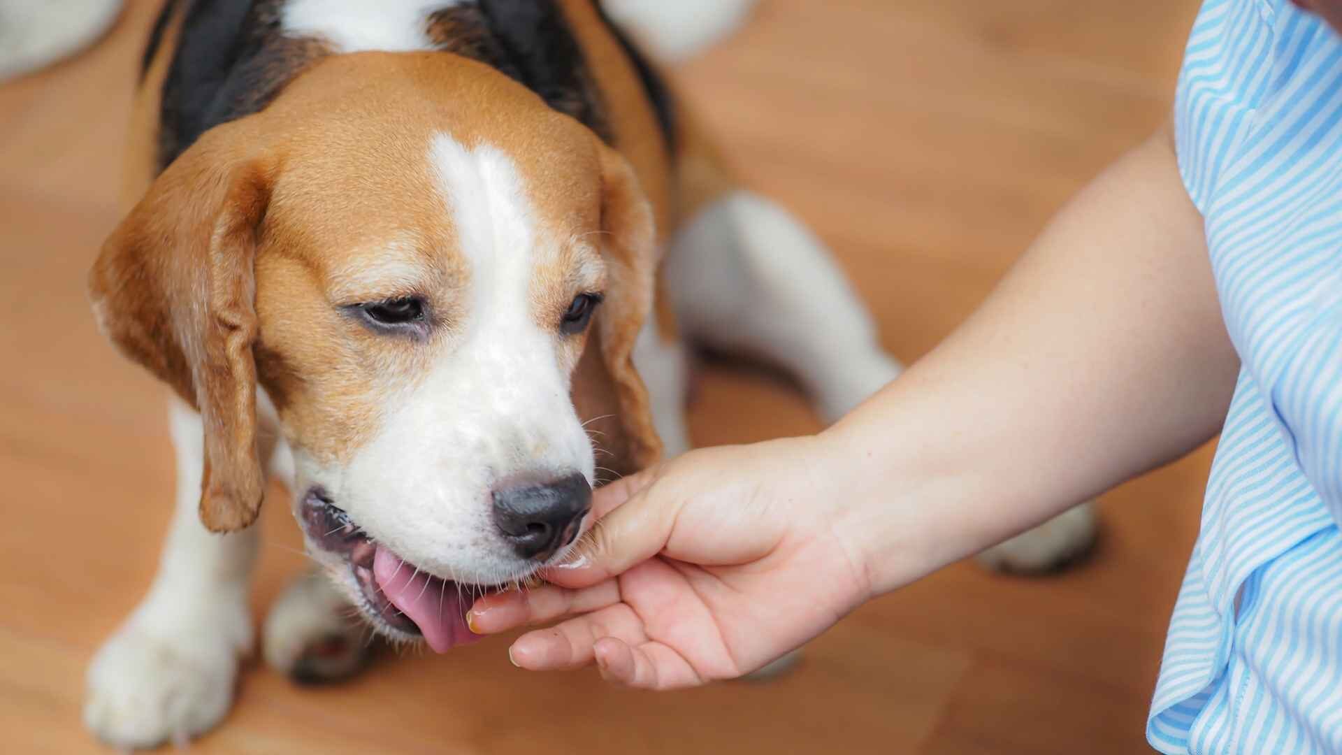 How to Feed a Dog with Diarrhea: Guide with 6 Homemade Foods