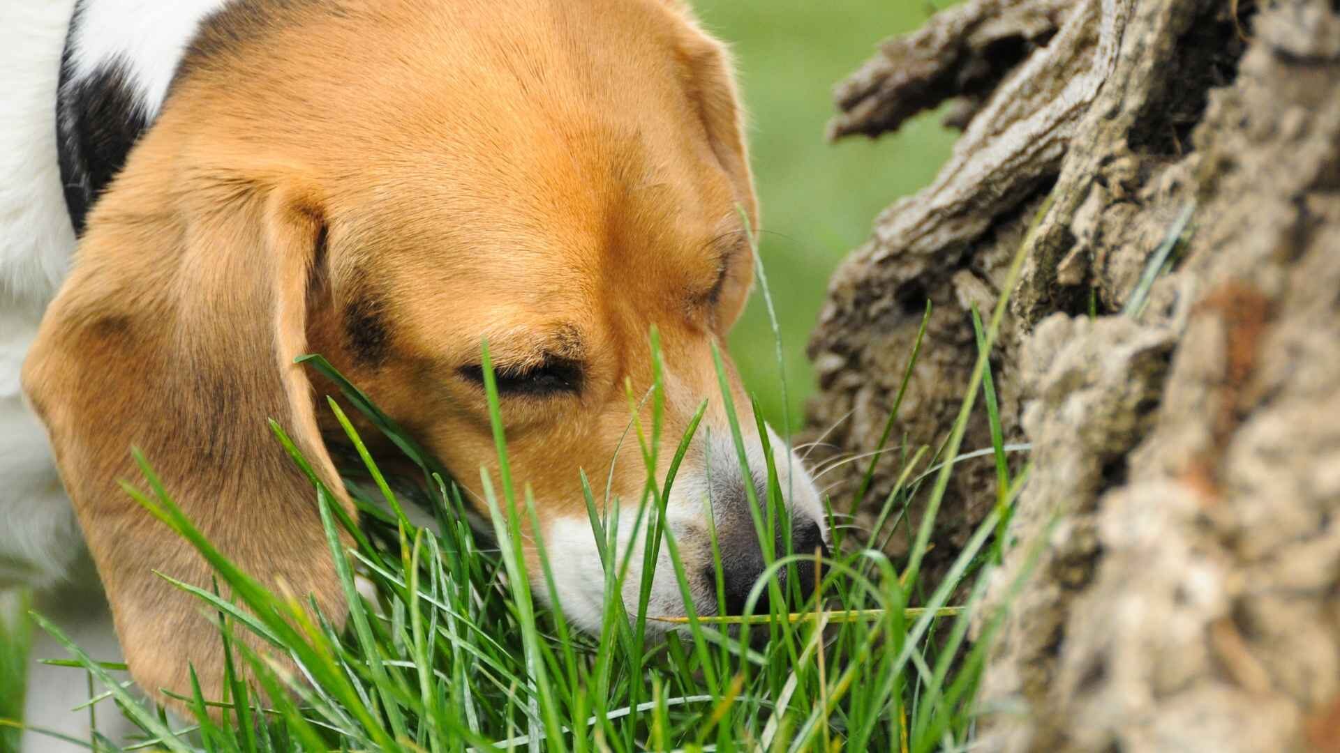 Why Does My Puppy Eat Leaves All of Sudden: Should I Worry?