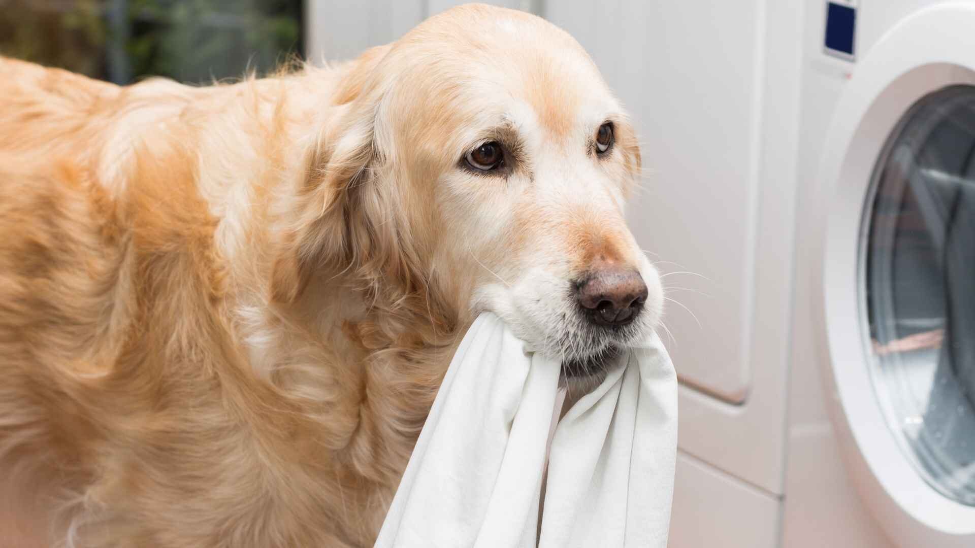 My Dog Ate a Dryer Sheet What Do I Do: Guide to Know
