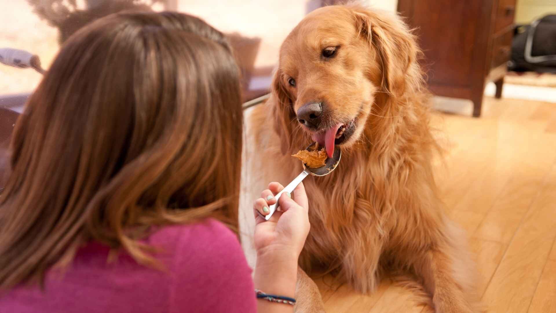 How to Feed a Dog with Diarrhea: Guide with 6 Homemade Foods