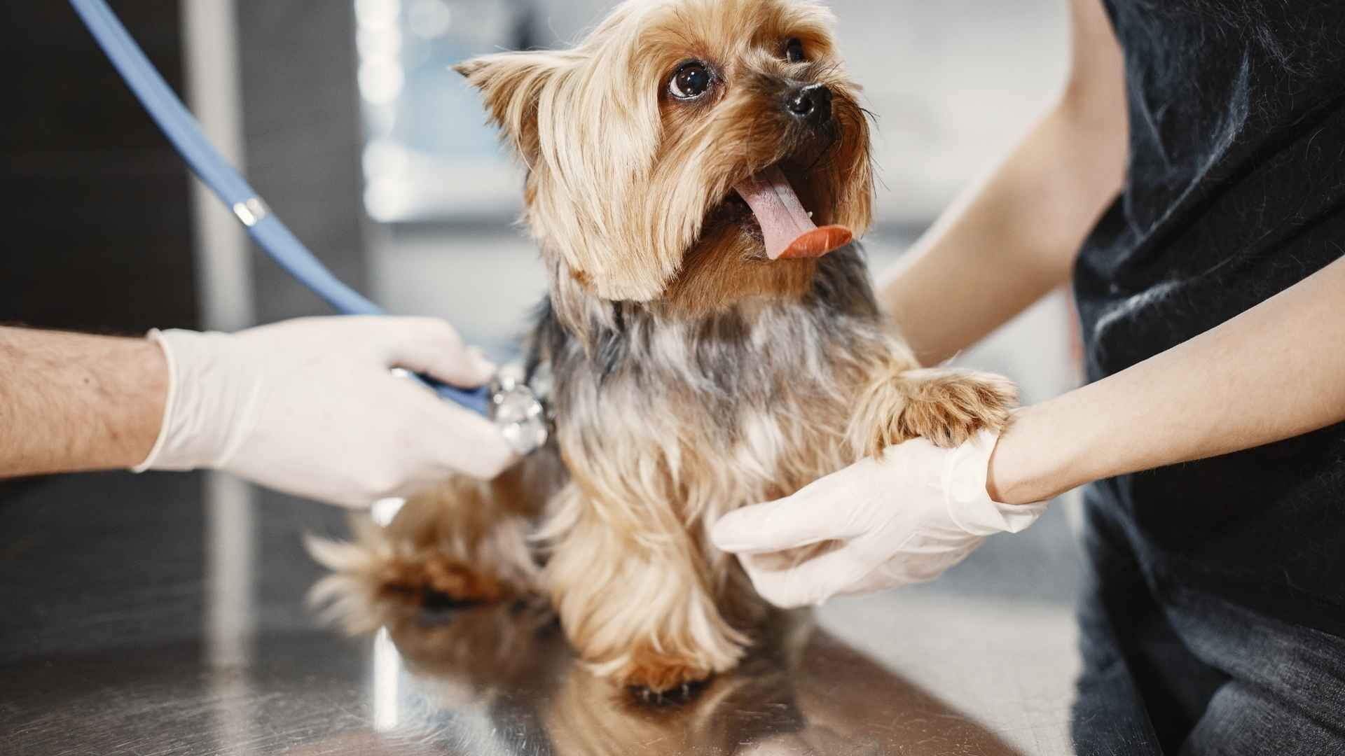 How to Give Medication to a Dog That Bites in 4 Easy Ways?