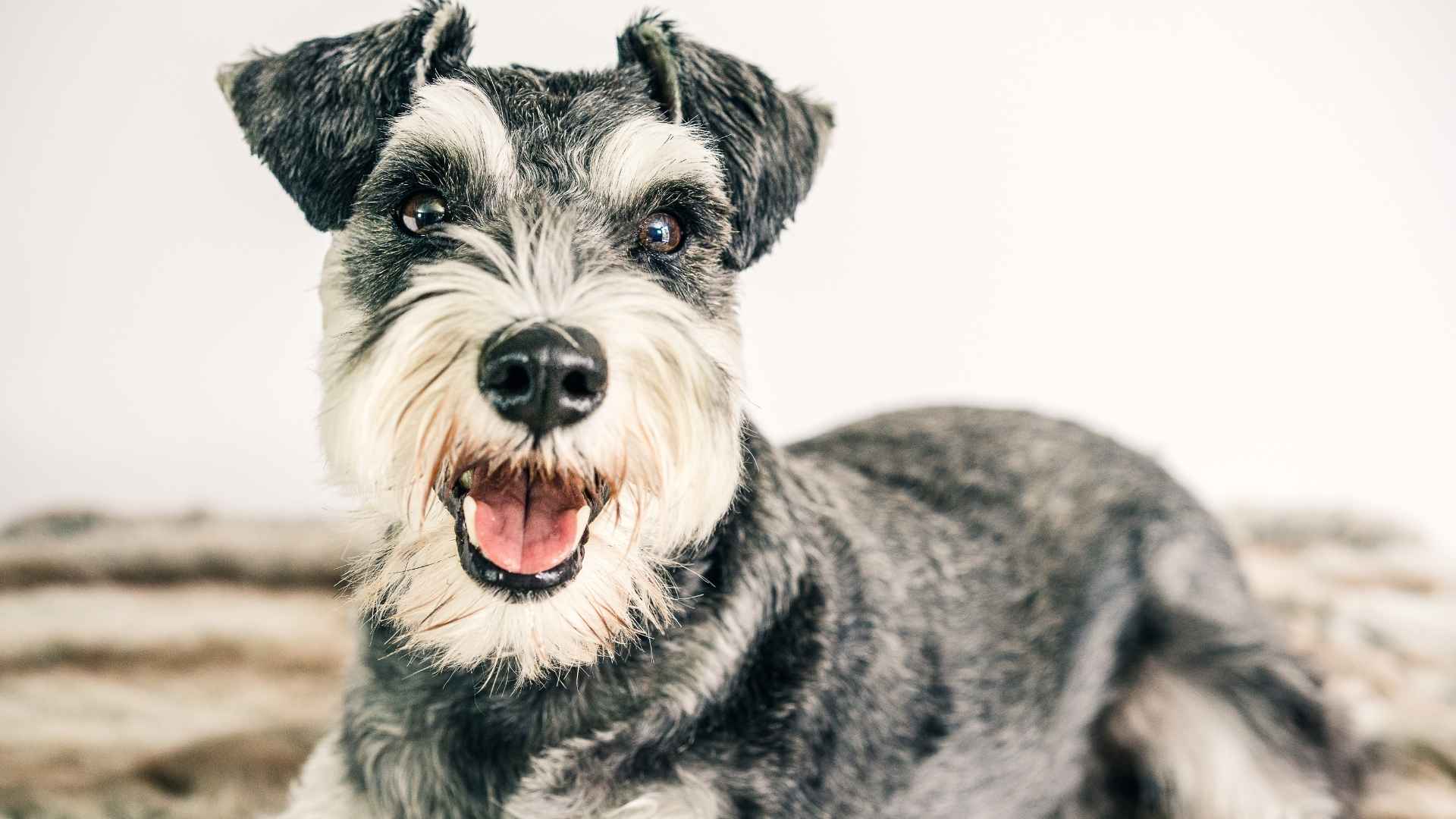 Why Schnauzers Are the Worst Dogs: Guide with 12 Reasons
