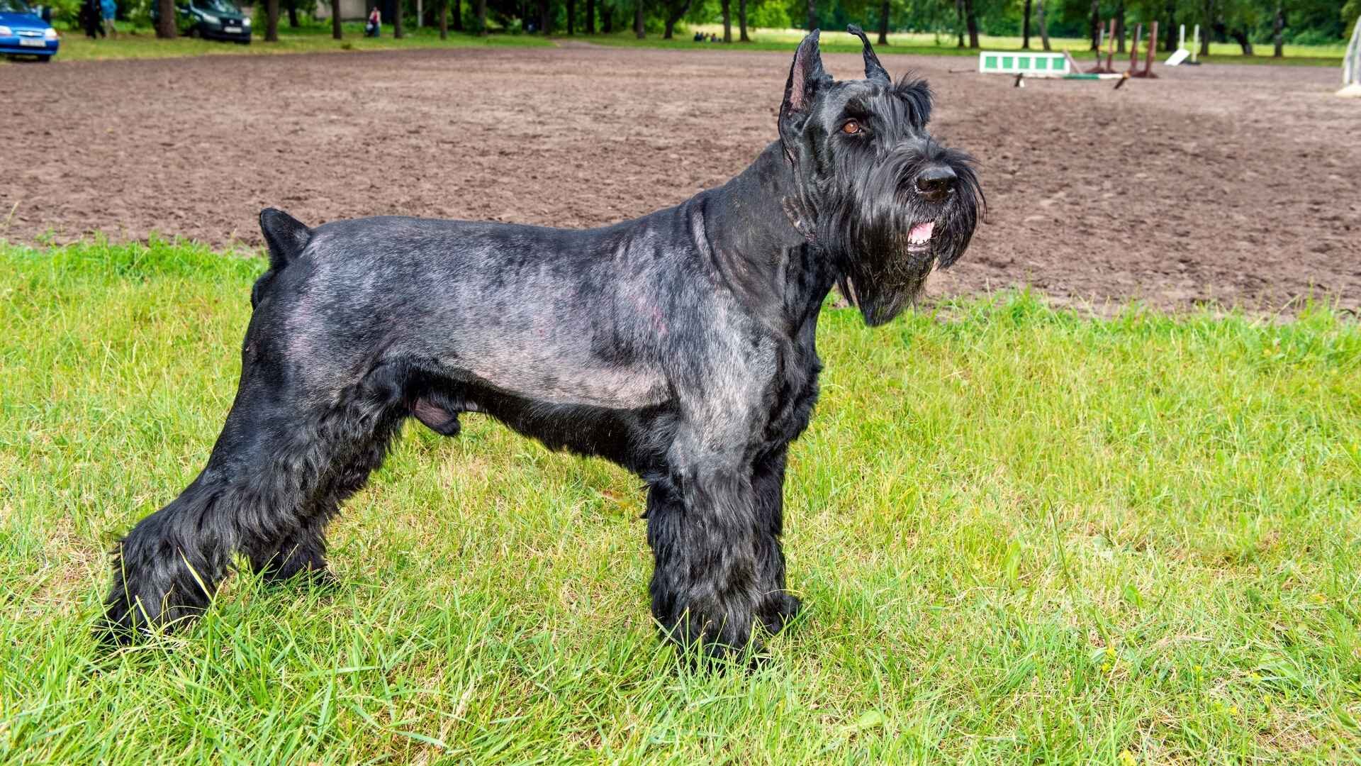 Why Schnauzers Are the Worst Dogs: Guide with 12 Reasons