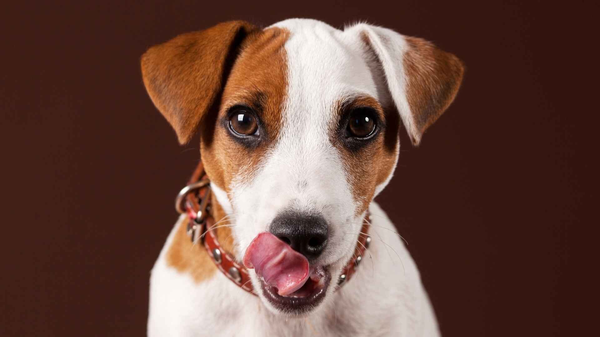 Why Do Dogs Lick Their Balls: Should I Stop: Guide