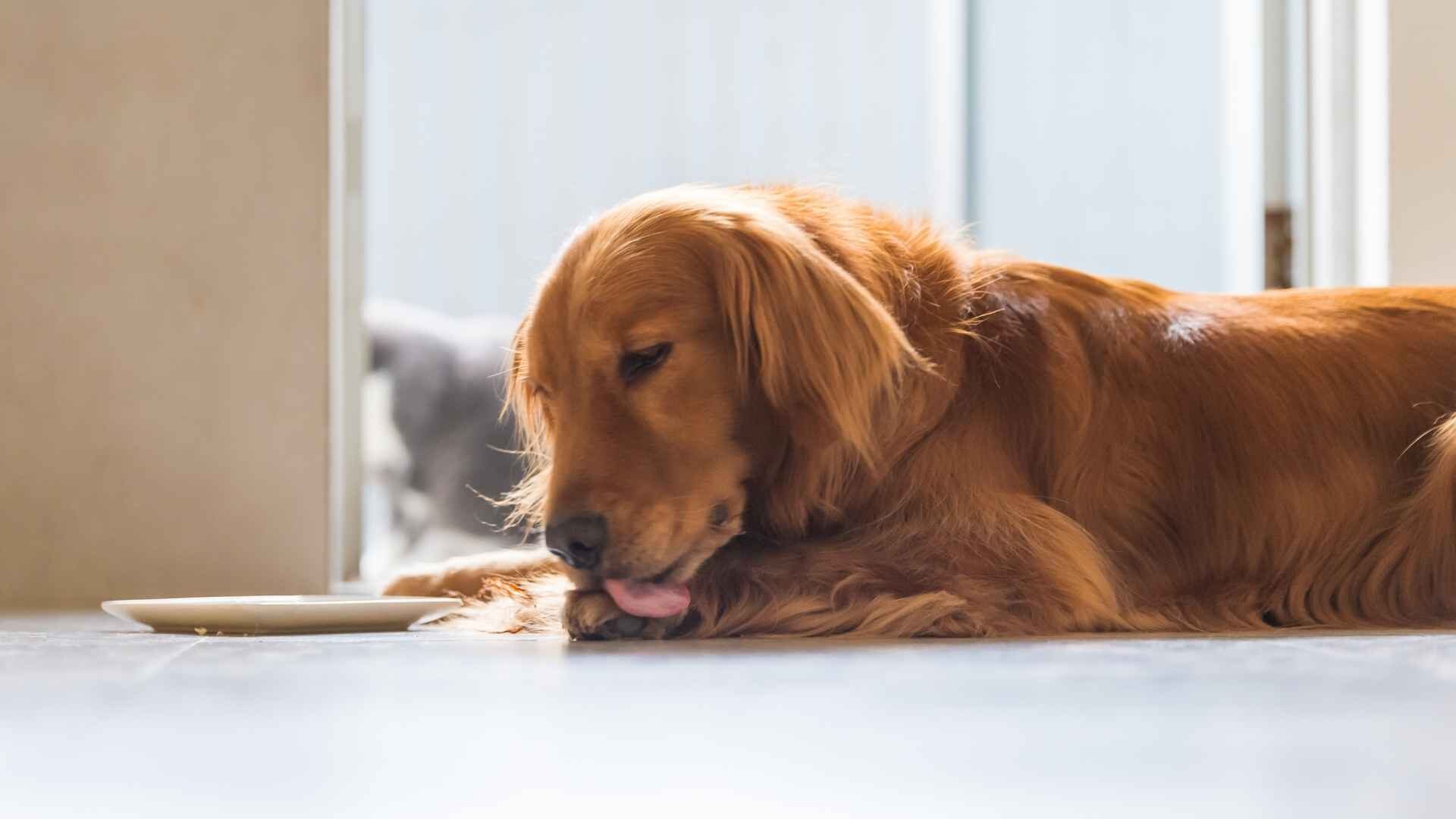 Why Do Dogs Lick Their Balls: Should I Stop: Guide