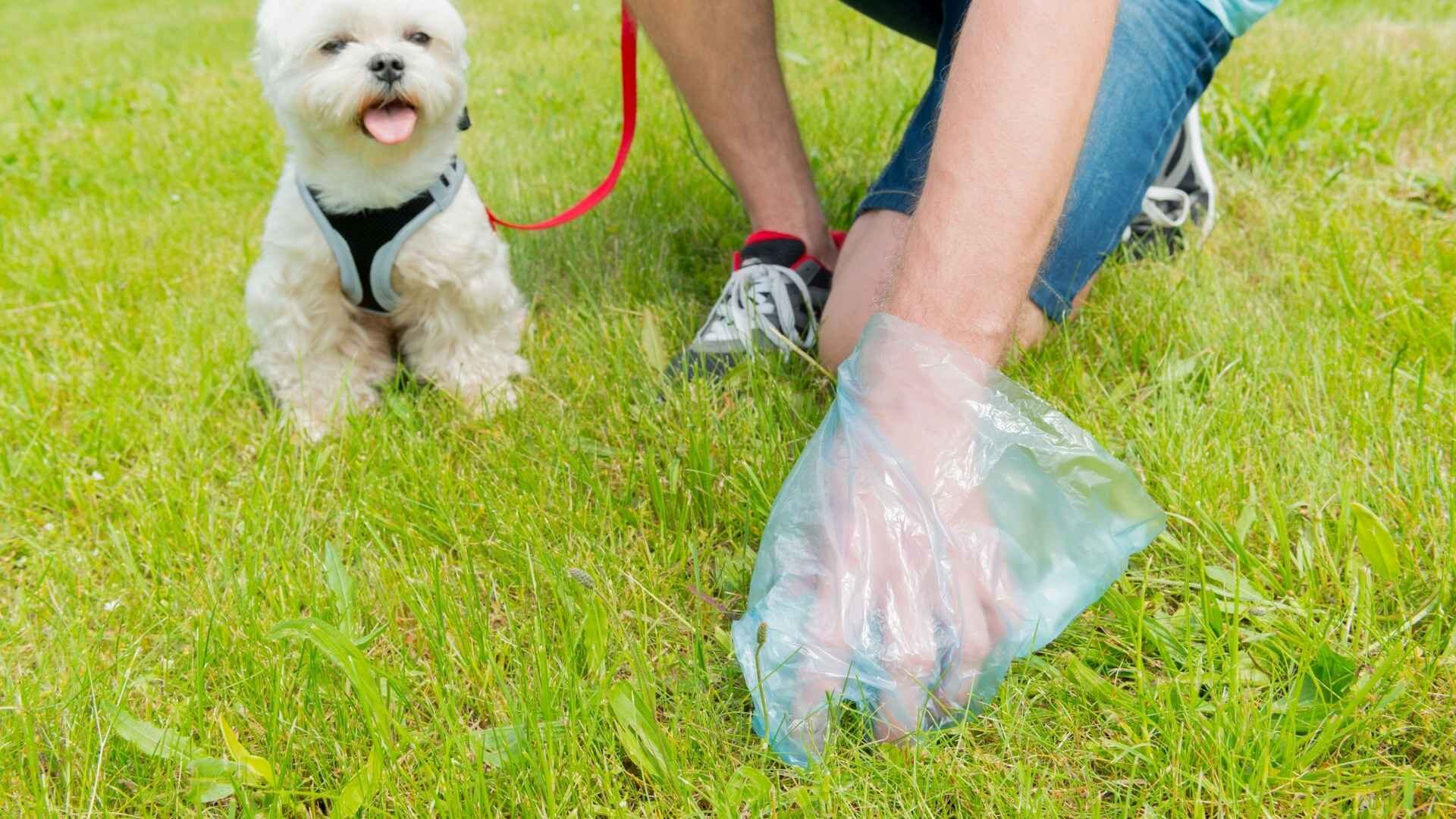 How to Get Dog Poop Out of Shag Rug in Under 2 Mins: Guide
