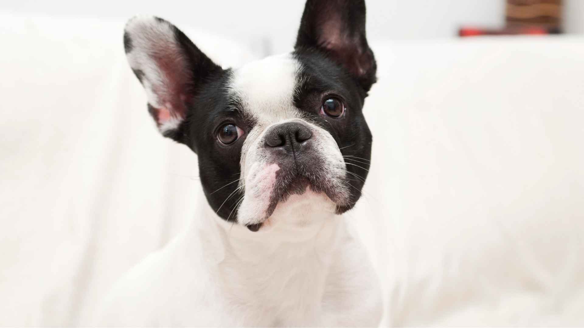 Is French Bulldog Mixed English Bulldog the Right Pet to You