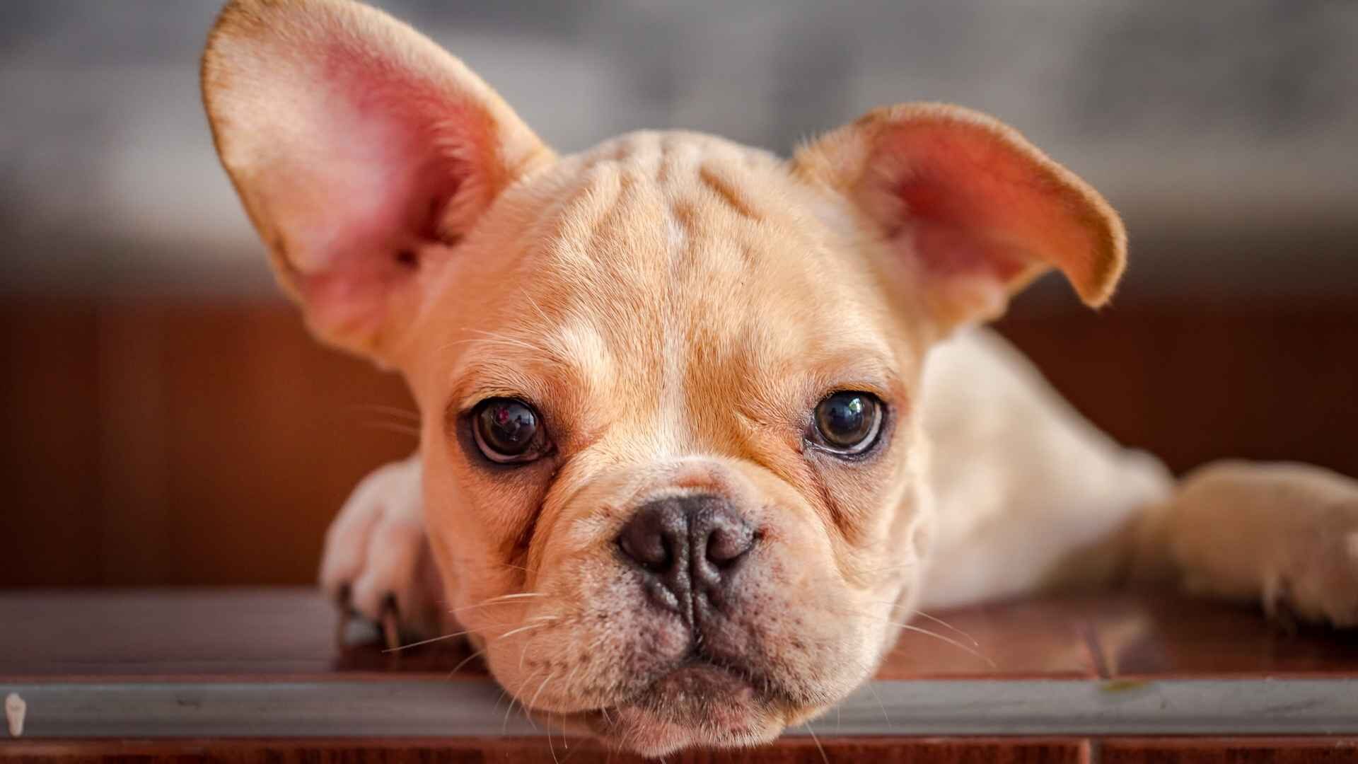 Why Is My French Bulldog Doesn't Chew His Food: Guide to Do