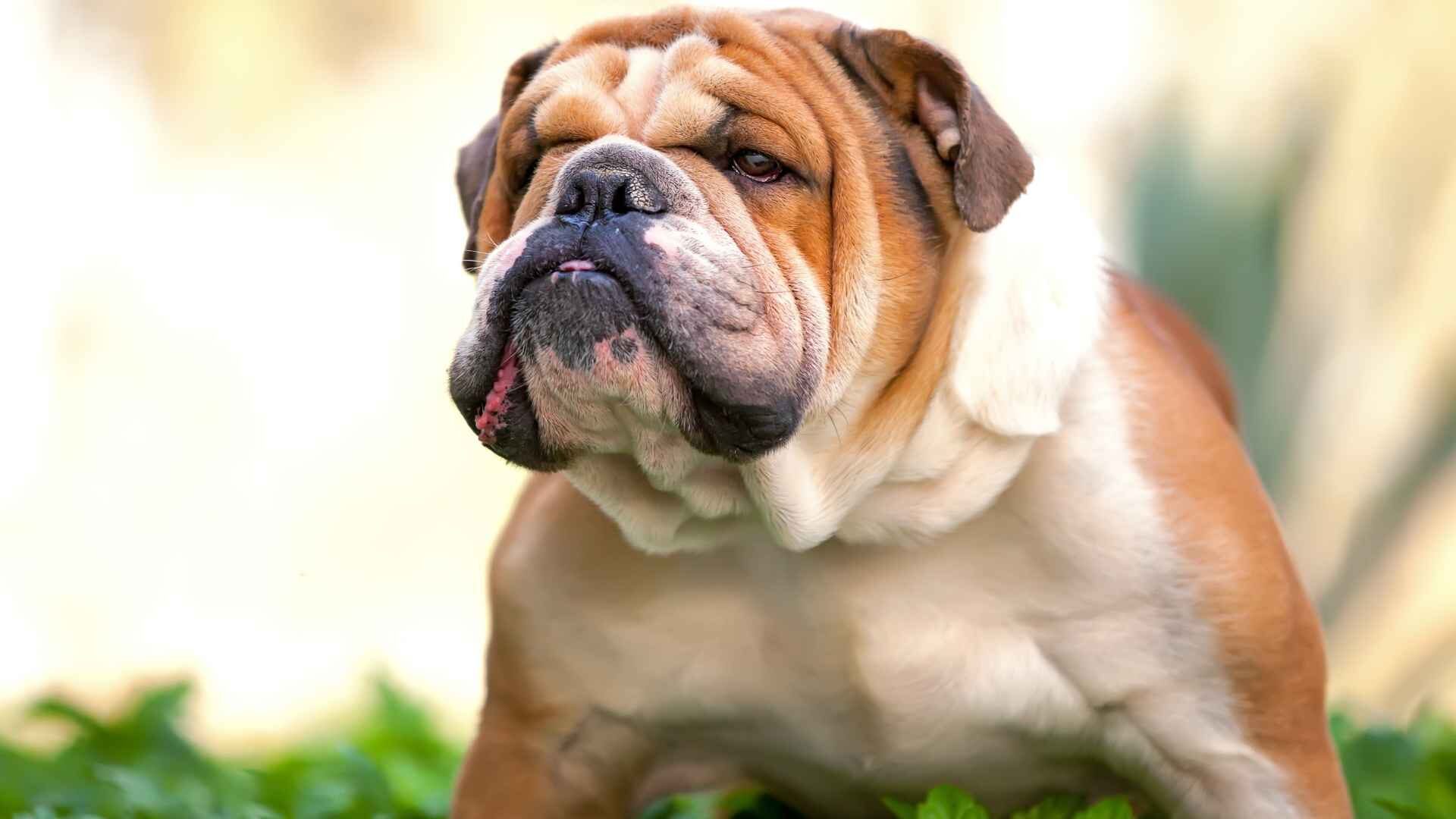 Are English Bulldogs Born with Long Tail or Are They Docked?