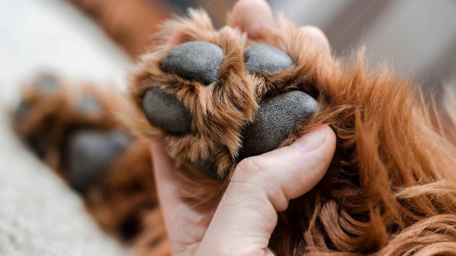 What Are the Reasons for White Spot on the Dog Paw: Guide