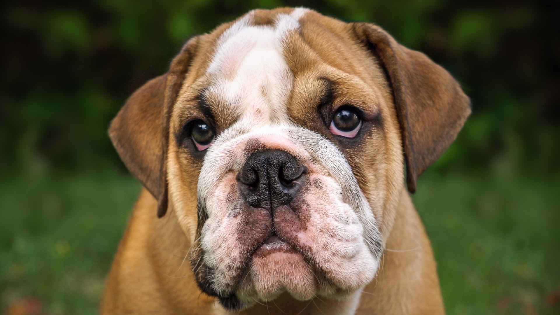 Are English Bulldogs Born with Long Tail or Are They Docked?