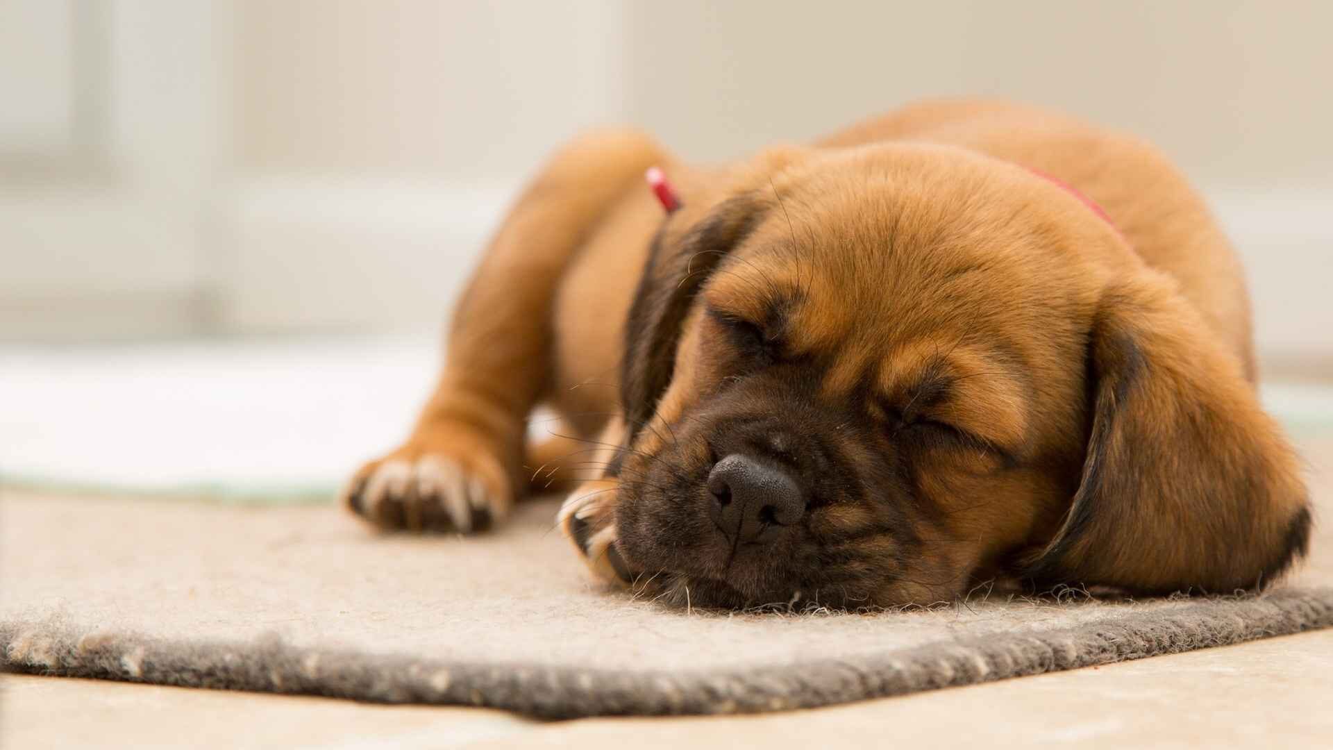 Do Dogs Sleep in Their Own Poop: Facts with How to Prevent