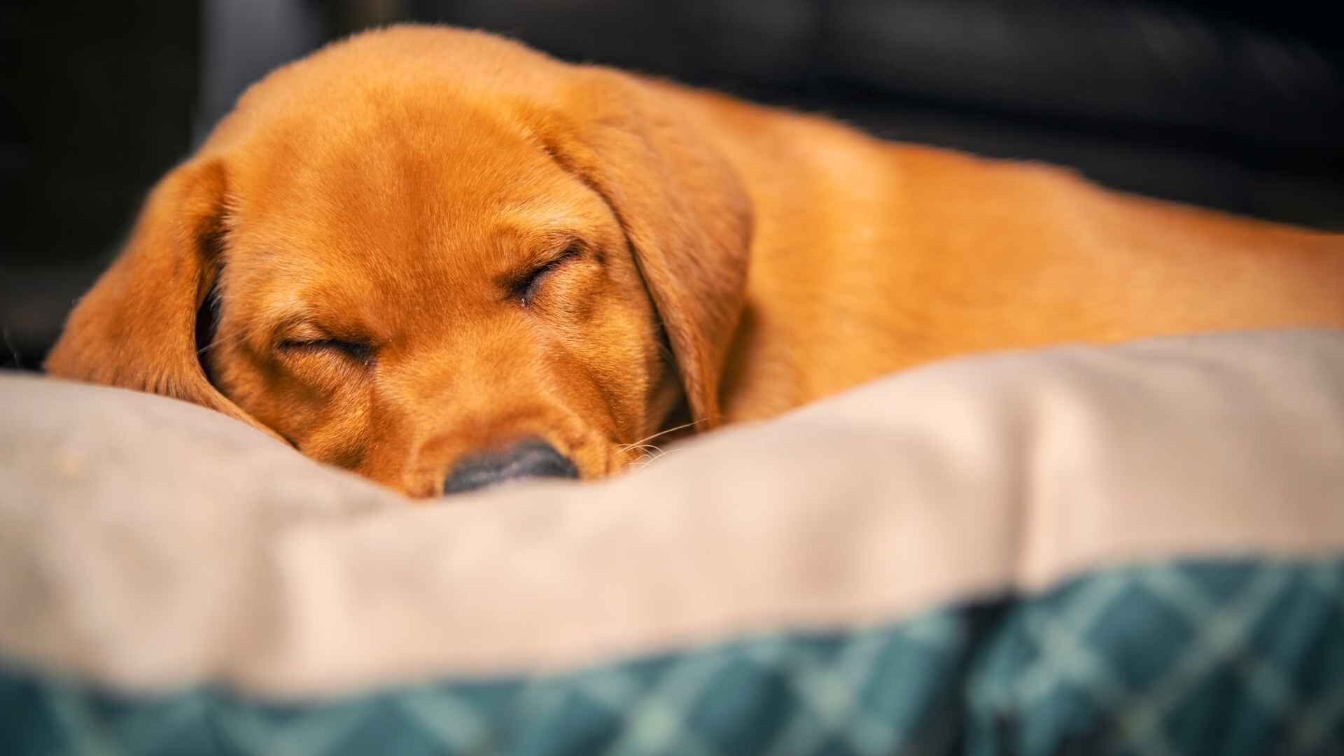 Why Is My Puppy Not Eating Much and Sleeping a Lot: Guide