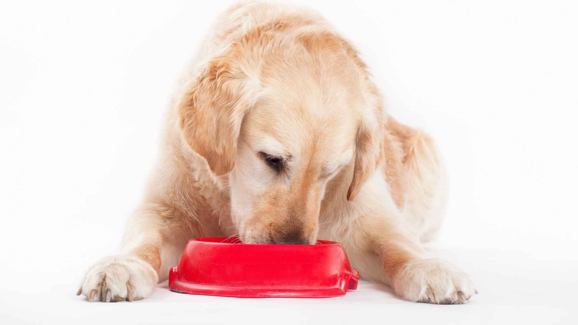 Can Dogs Have Guar Gum: Risks and Benefits Guide