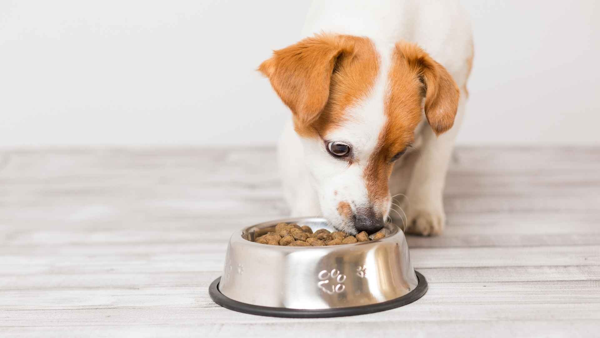 Can Dogs Have Guar Gum: Risks and Benefits Guide