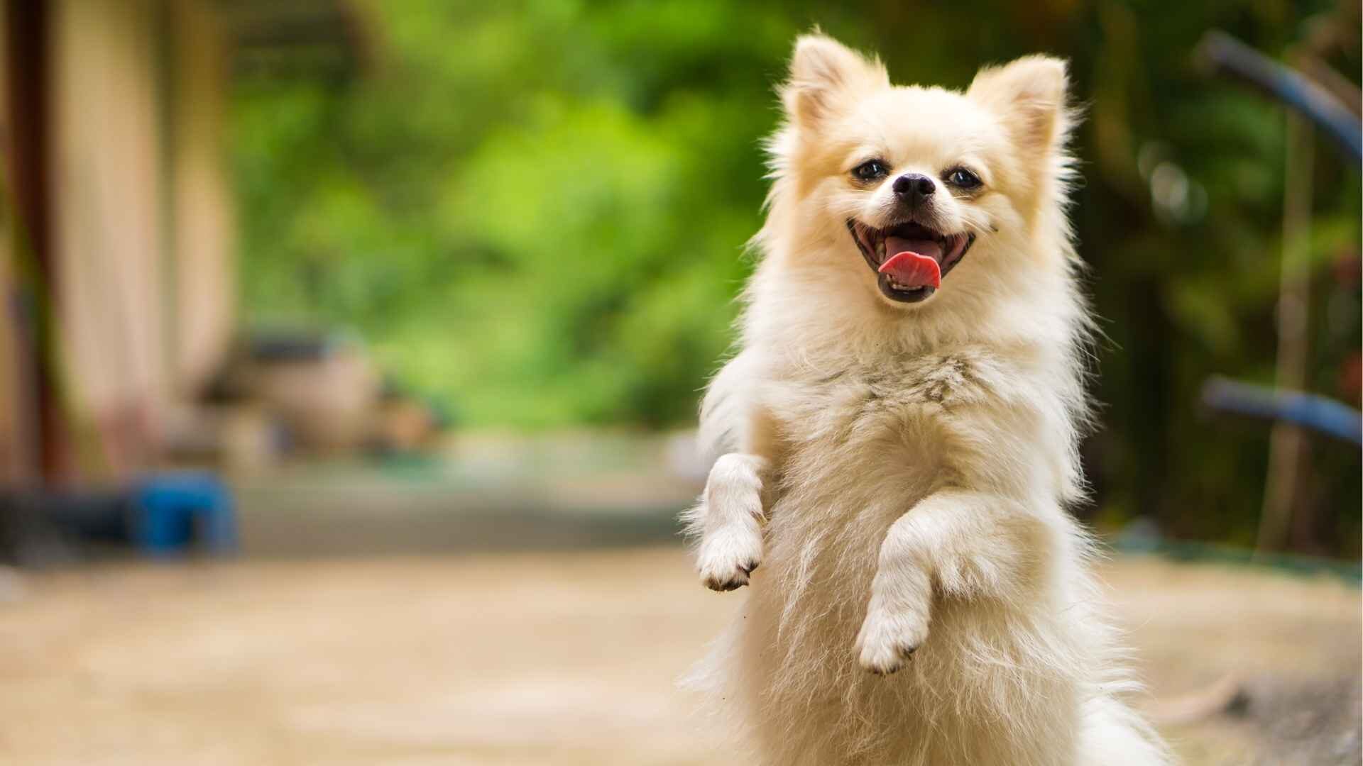 Do Dogs Heal Faster Than Humans: Myths and Facts Guide