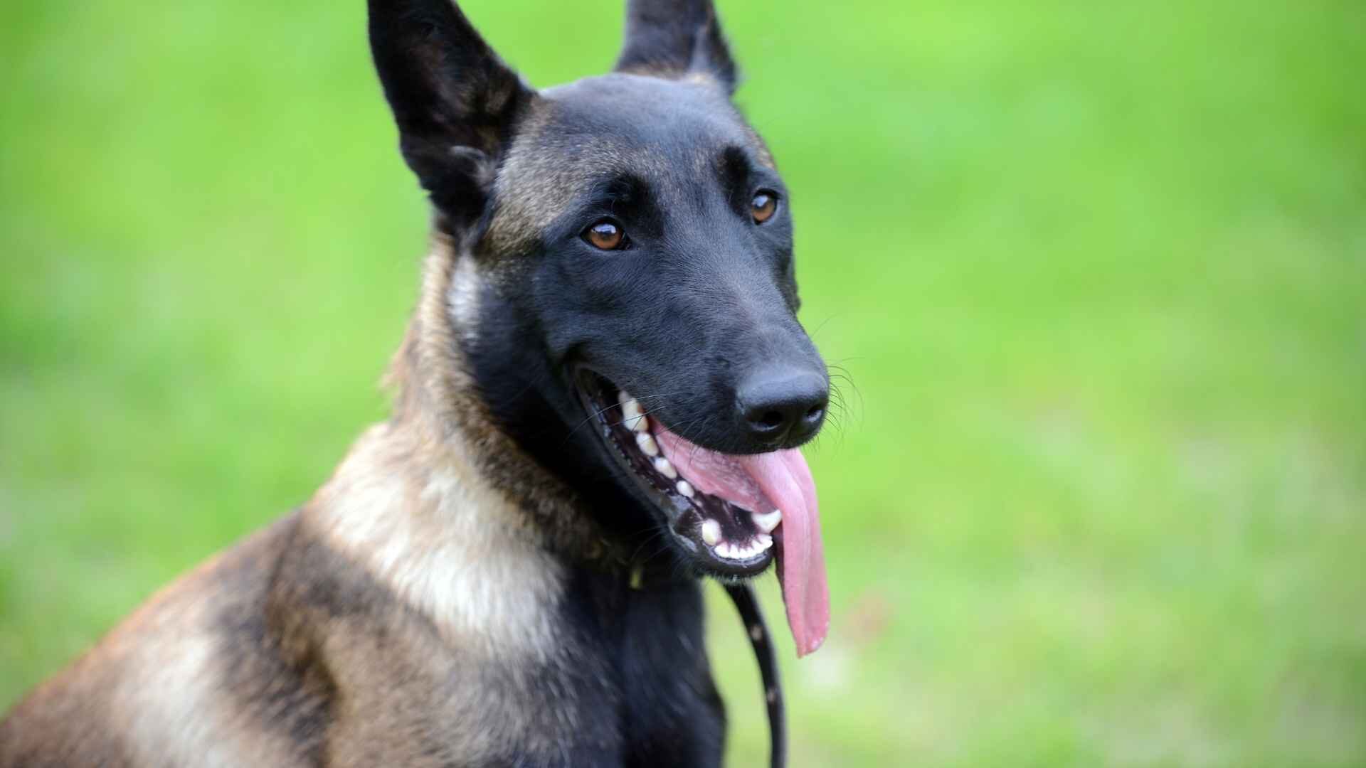 How Do I Care of Belgian Malinois Mixed with Pitbull: Guide