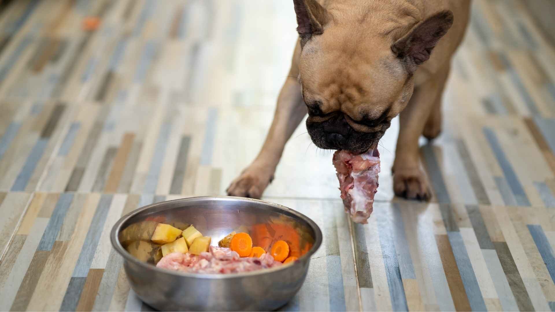 How Long Can You Leave Dry Dog Food Out in My Pet's Dish?