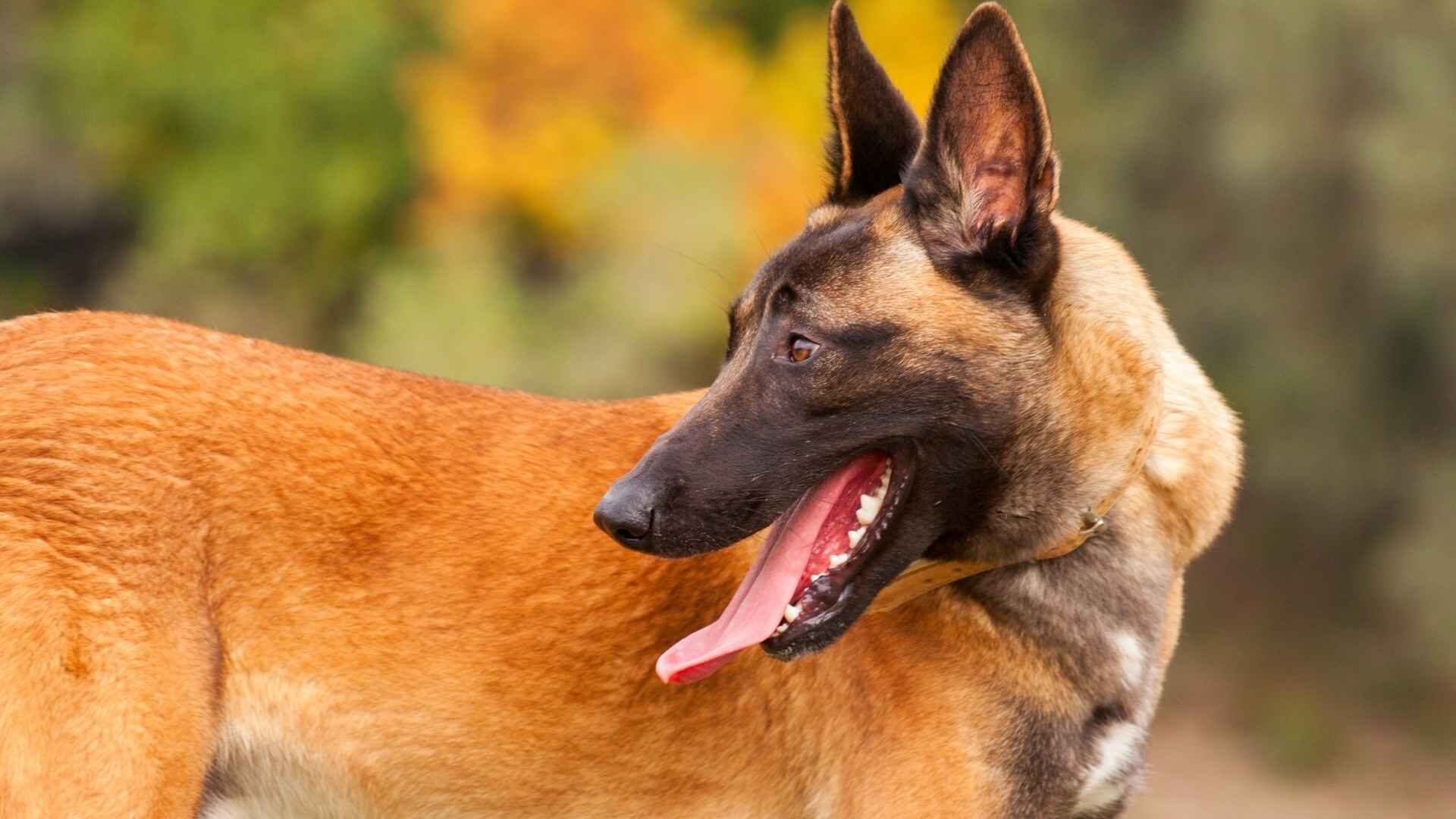 How Do I Care of Belgian Malinois Mixed with Pitbull: Guide