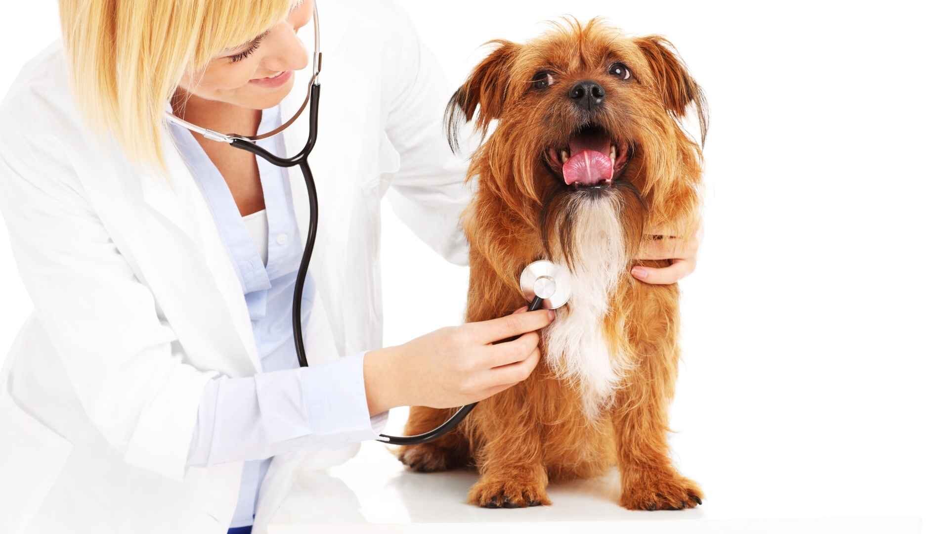 Do Dogs Heal Faster Than Humans: Myths and Facts Guide 2024