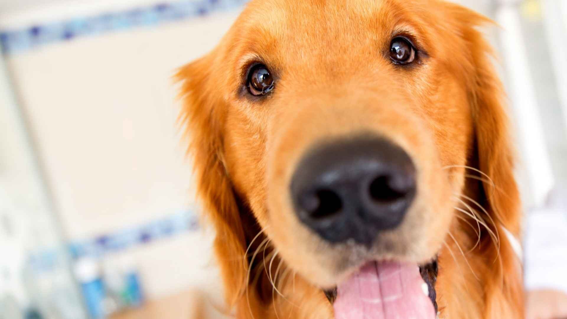 how-long-can-you-leave-dry-dog-food-out-in-my-pet-s-dish