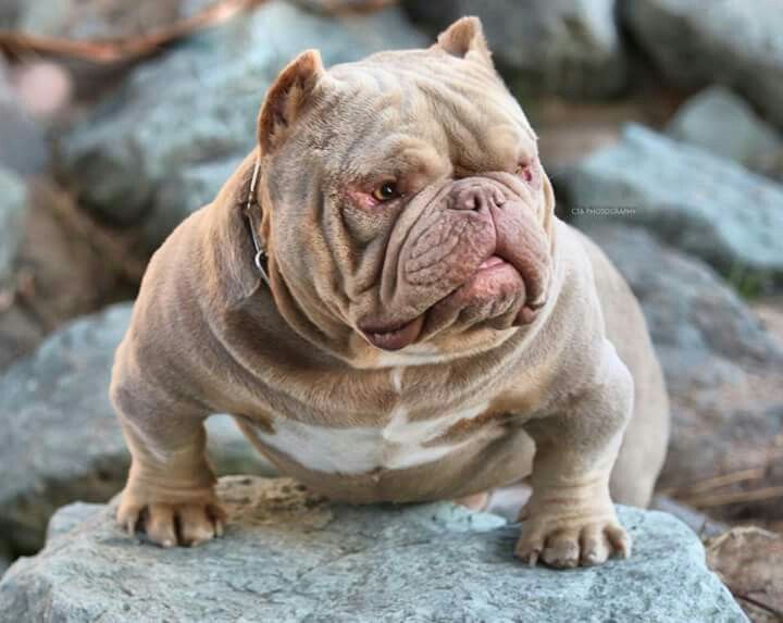 What Are Toadline Bulldogs and How to Care: Guide with Cost