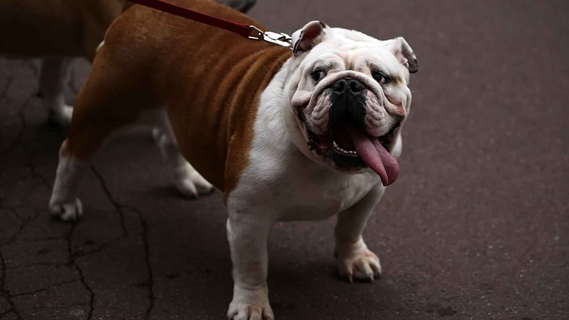 How Much Do English Bulldogs Actually Shed: 10 Ways to Stop