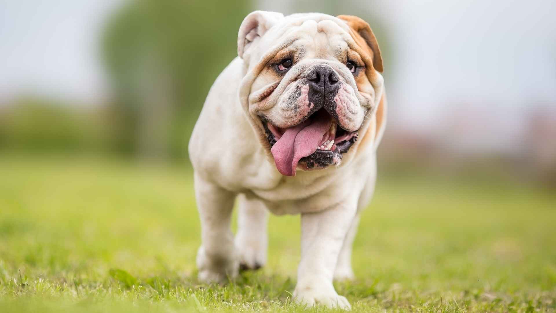 How Much Do English Bulldogs Actually Shed: 10 Ways to Stop