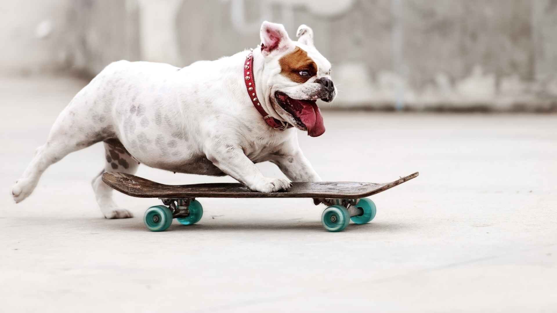 Why Do Bulldogs Like to Skateboard: Train in 10 Easy Steps