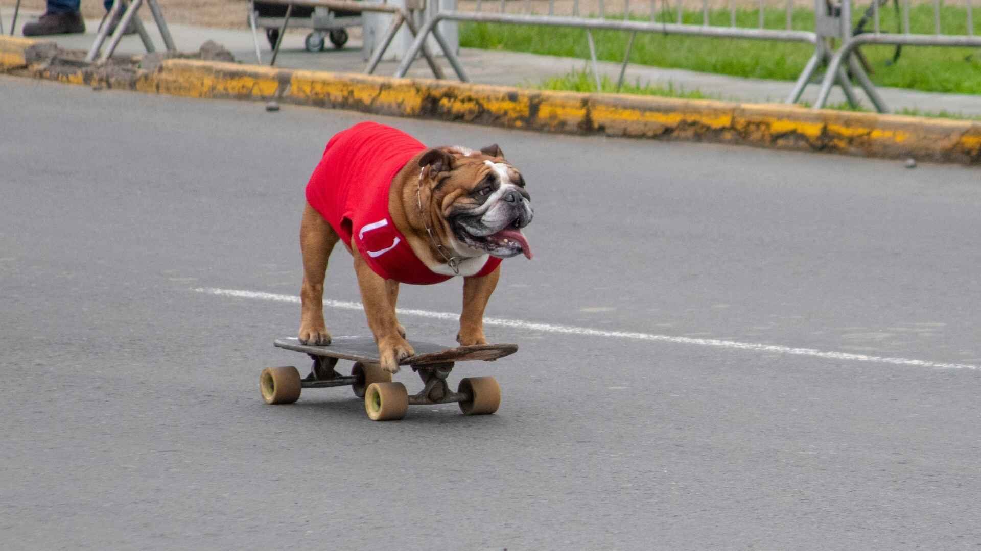 Why Do Bulldogs Like to Skateboard: Train in 10 Easy Steps