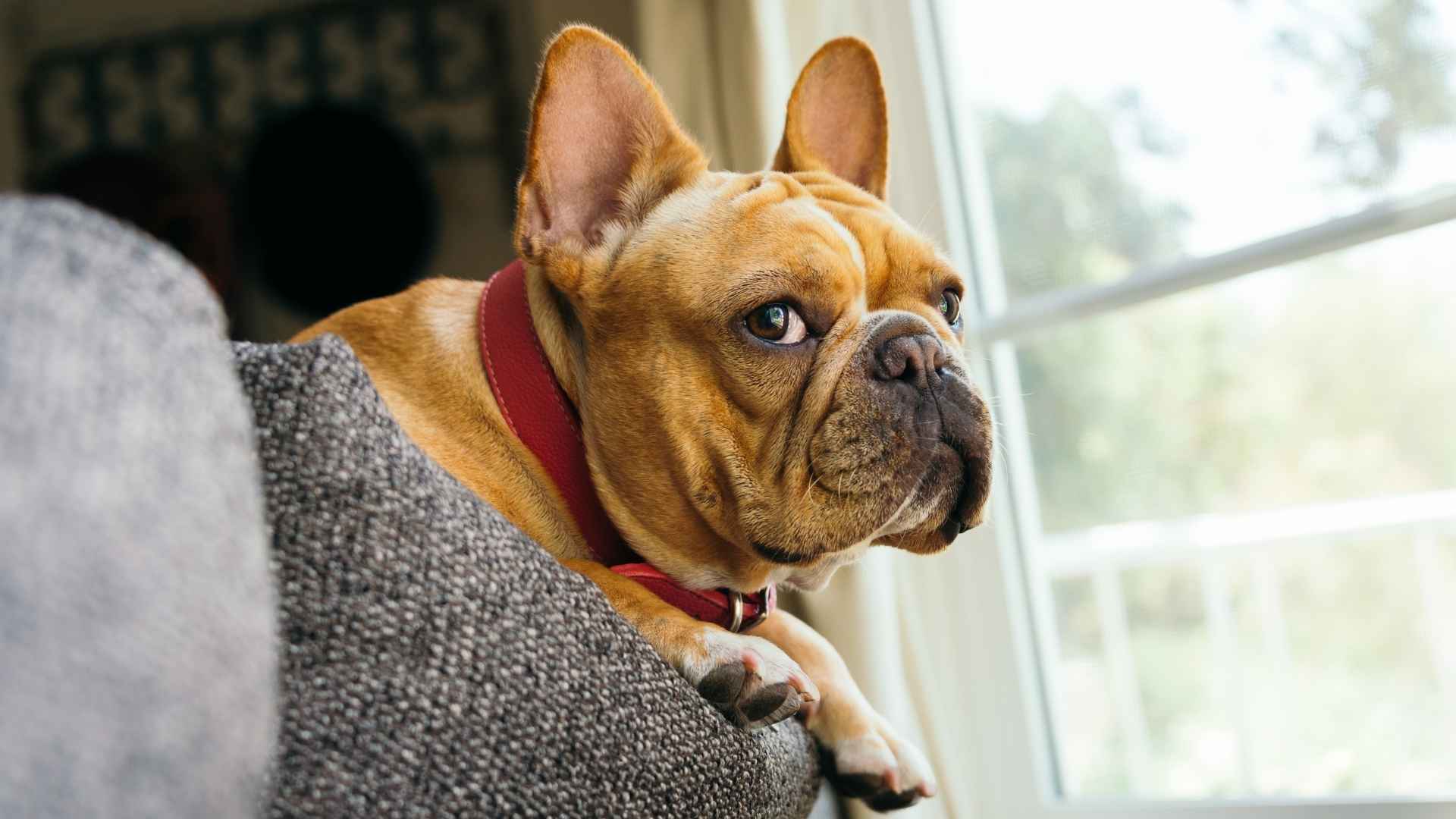 why-does-my-french-bulldog-have-a-long-snout-guide