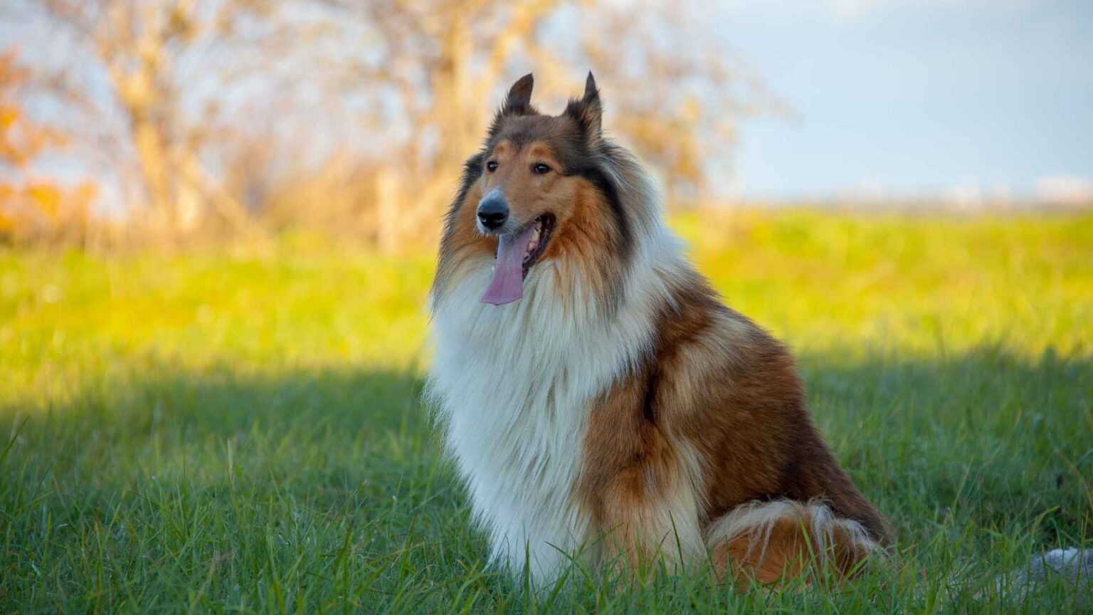 Why Are Rough Collies Not Popular Interesting Facts Guide