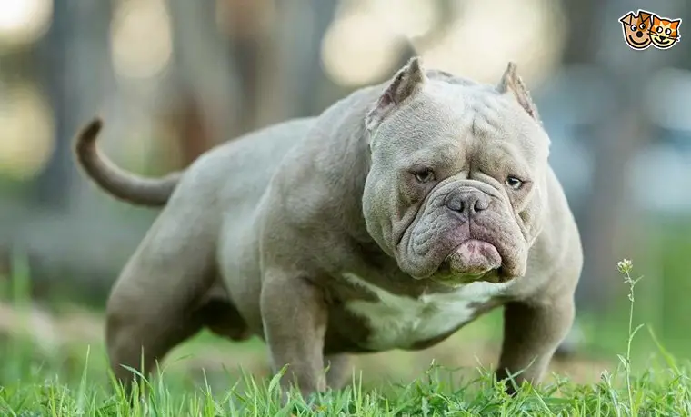 What Are Toadline Bulldogs and How to Care: Guide with Cost